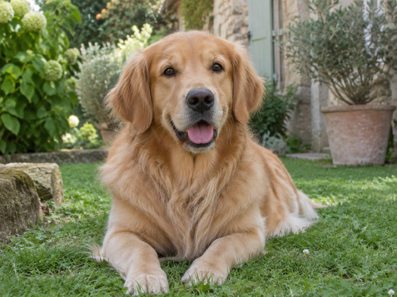 Golden retriever en pension, illustration générée par IA